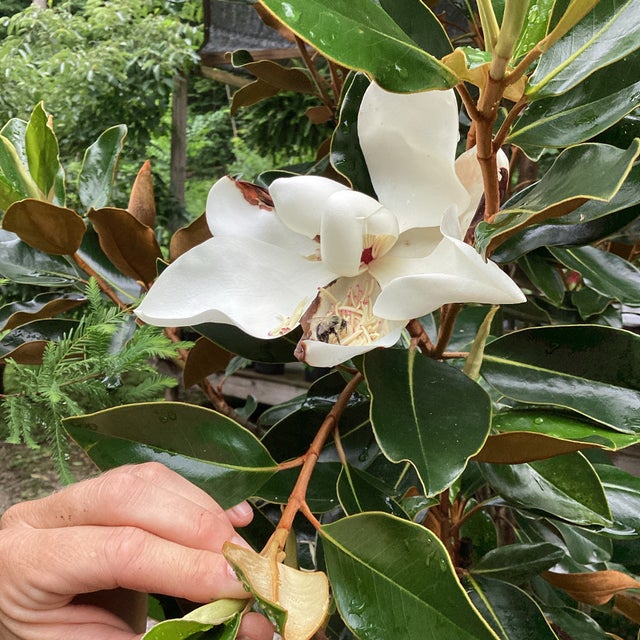 Evergreen | Wonder Gift & Garden