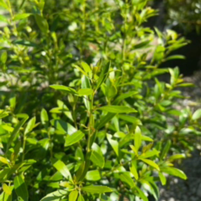 Evergreen | Wonder Gift & Garden
